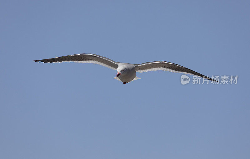 海豚的海鸥;Larus scoresbii，在飞行中，福克兰群岛